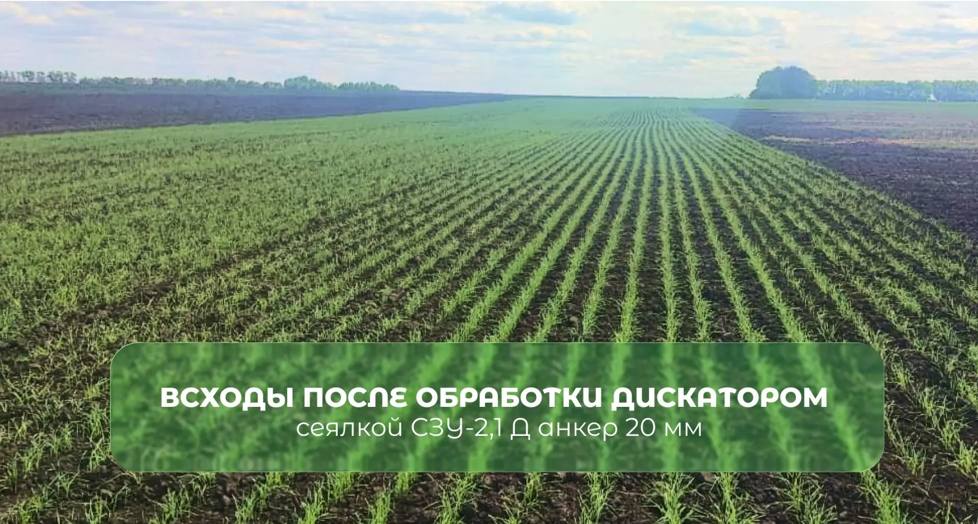 🌱 ВСХОДЫ ПОСЛЕ АНКЕРНОЙ СЕЯЛКИ СЗУ-2,1 Д ОМИЧКА 🌱