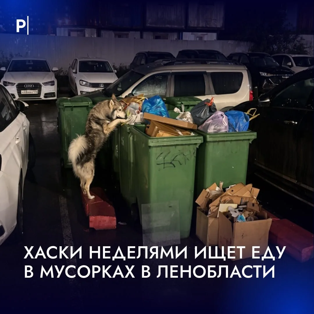 🐕 Хаски неделями ищет еду в мусорках в Кудрово, пока хозяева называют это «самовыгулом».