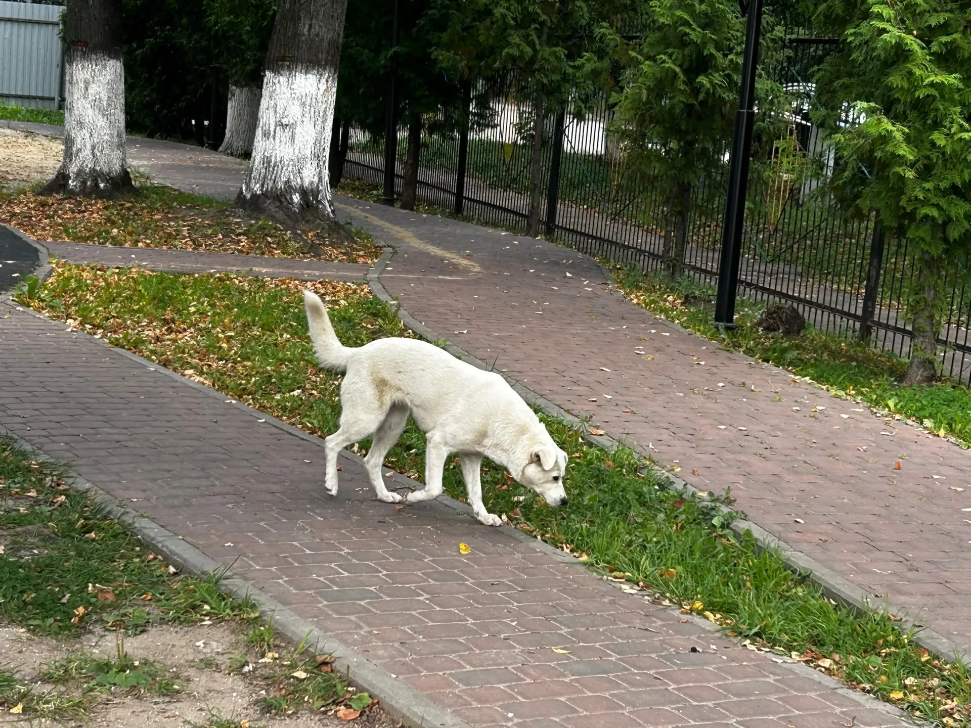 В детском парке бегает второй день молодая собачка!