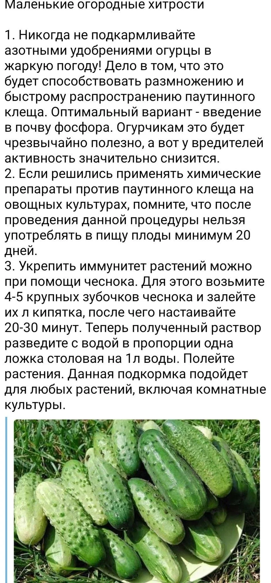 🥒 3 важные хитрости для здоровья огурцов и богатого урожая

Несколько простых, но критически важных