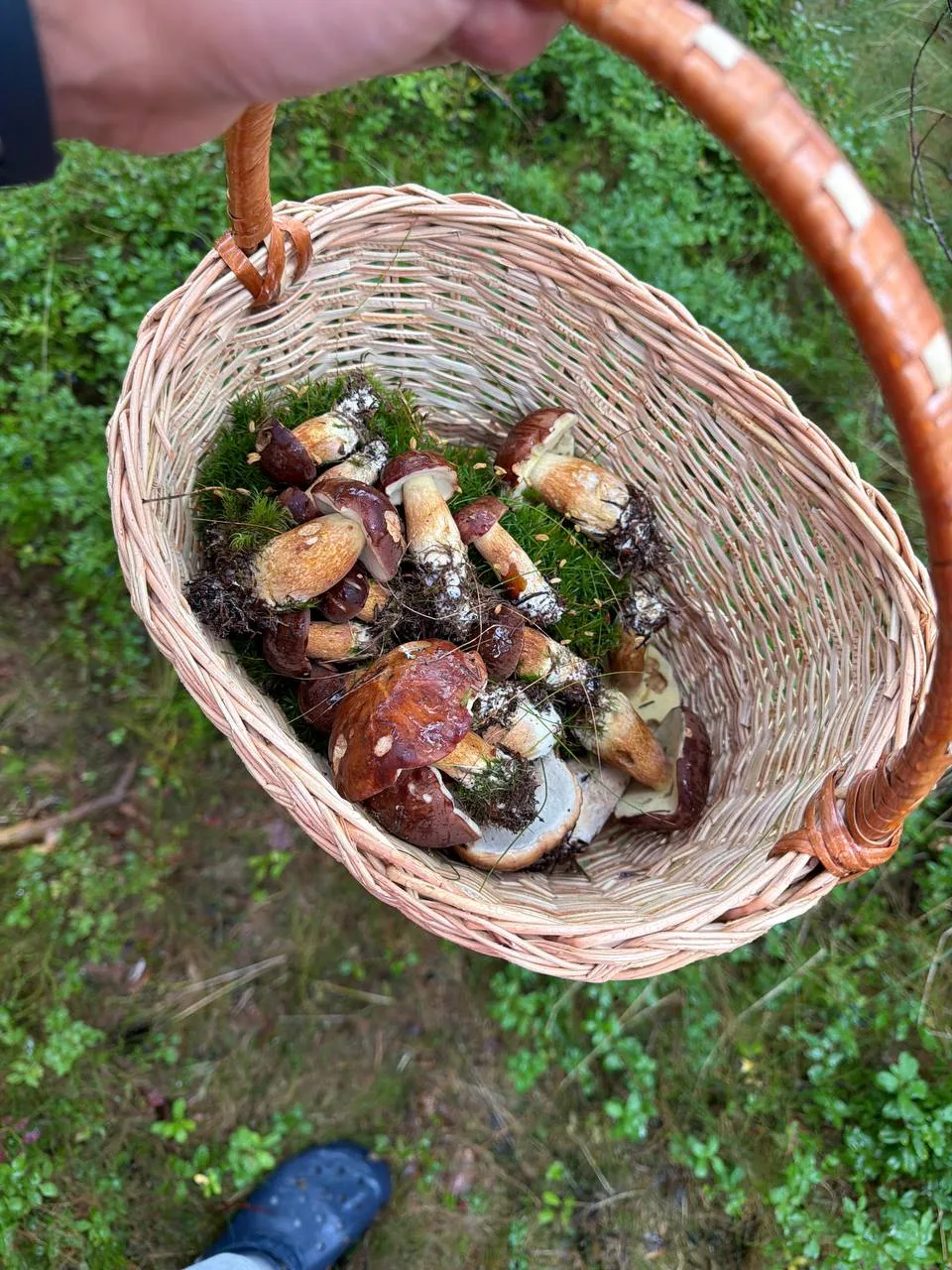 Ну что время «тихой охоты» началось ❤️😎🍄‍🟫Насобирали Белых 🤍, а значит на ужин ризо...