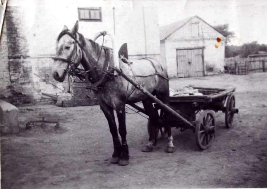 🐎 Лето в Старооскольском детском доме: простые радости и настоящий труд.