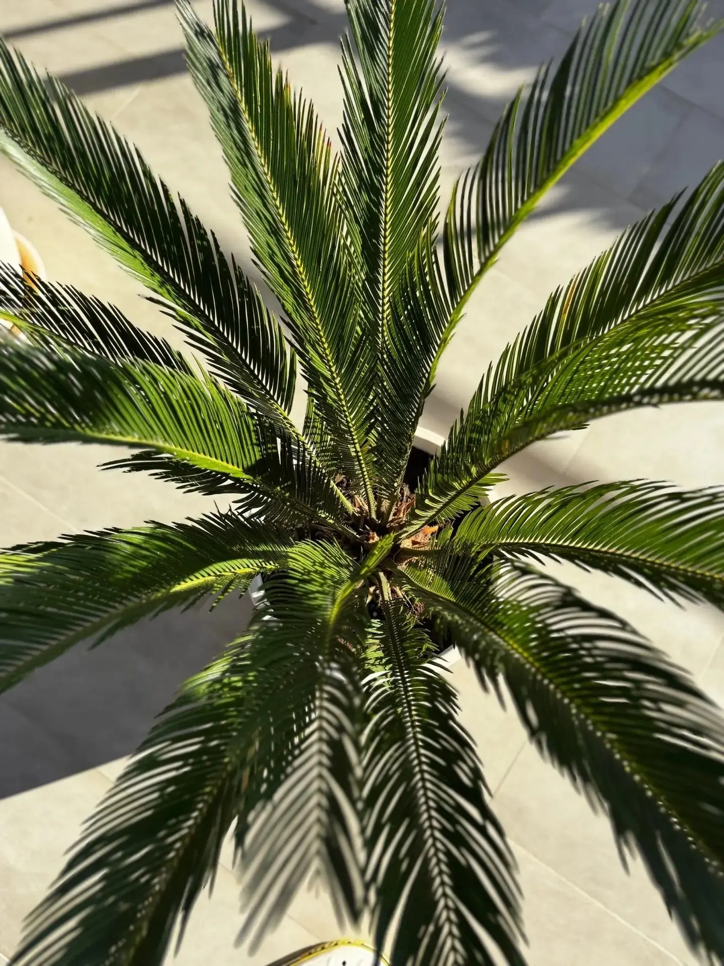 Ура, наши цикасы прижились 🌴