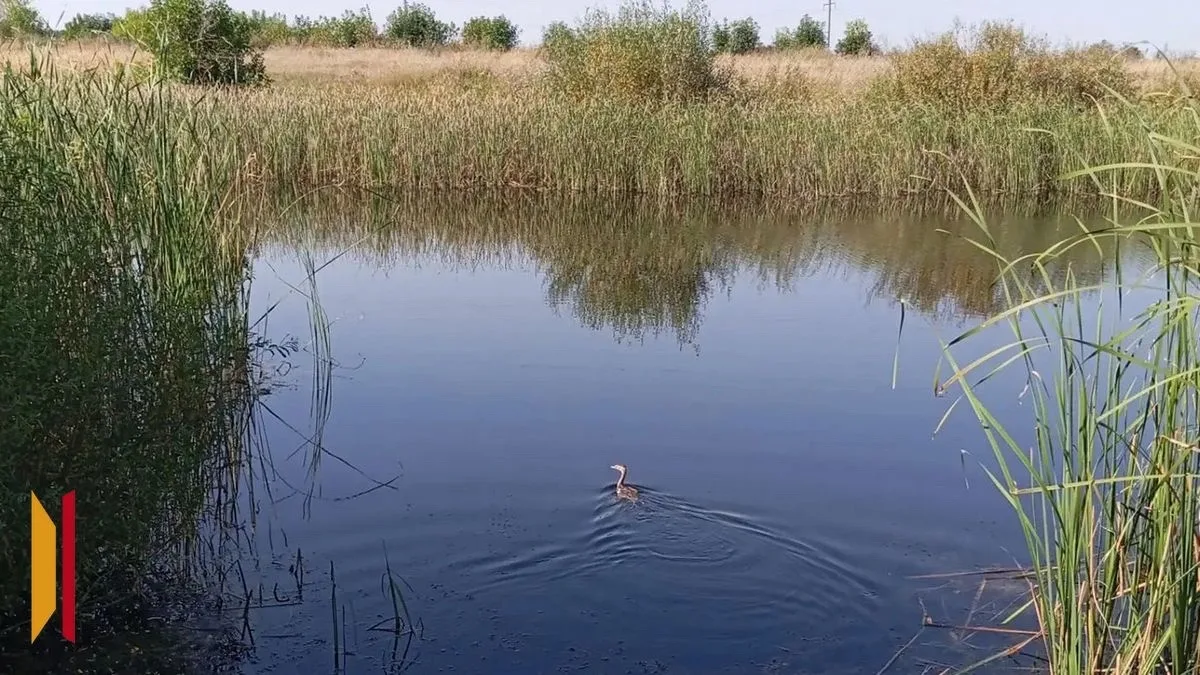 🦆Супруги из Панино спасли чомгу при содействии журналиста РИА «Воронеж»