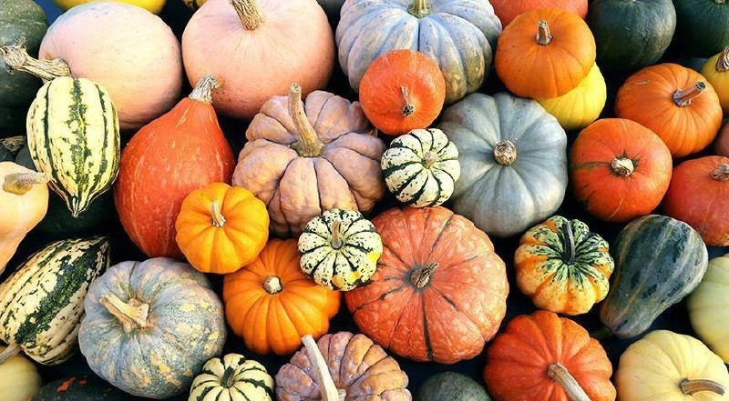 Топ-7 сортов тыквы 🎃