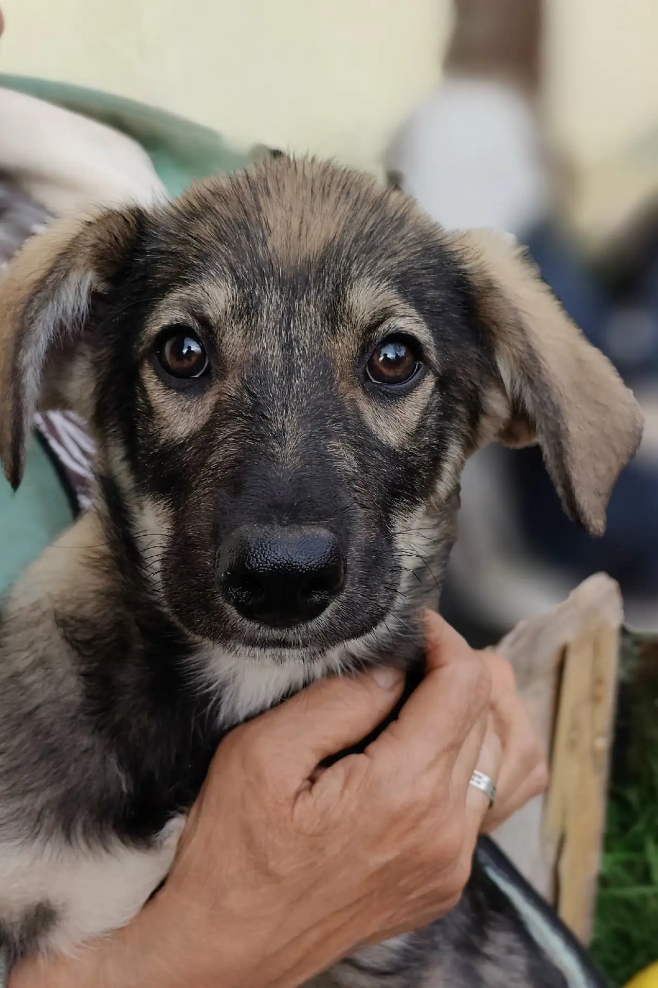 Лопоухое чудо Фенечка 🐶

Потихонечку разъезжаются по домам наши щенки. И так радует, что люди, кото