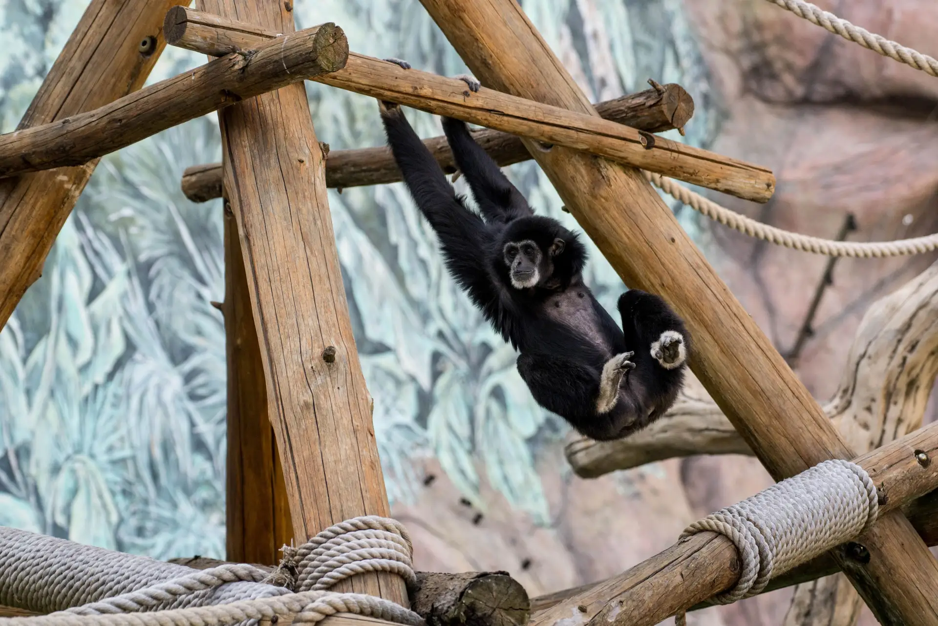 🐒 Раскачиваемся в начале недели вместе с Ксюшей и Орфеем.