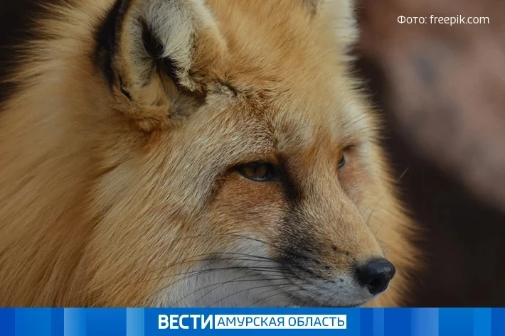 Карантин по бешенству снят в селе Гродеково  Все необходимые мероприятия в населённом пункте проведе
