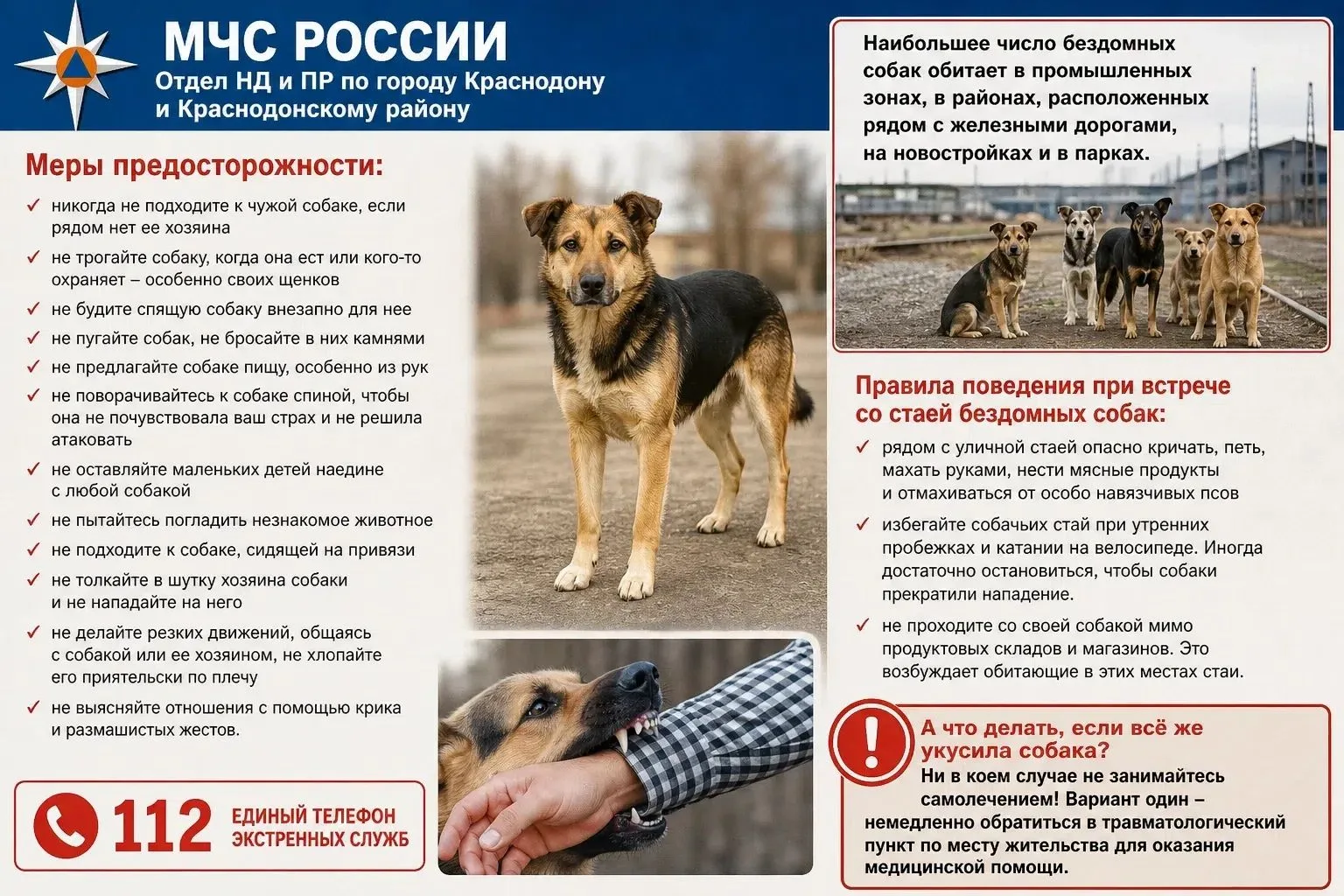 ‼Меры предосторожности при встрече с бродячими собаками