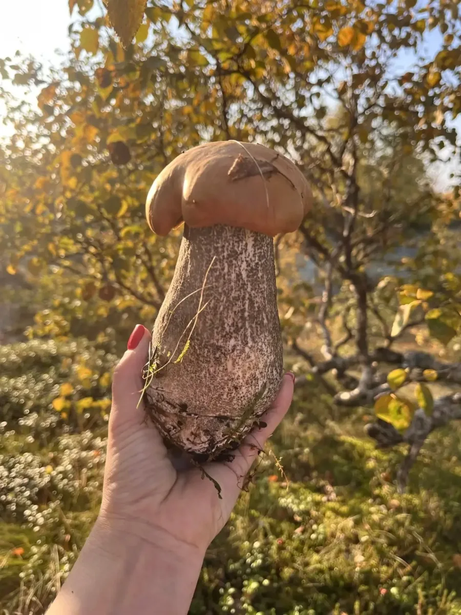 🍄‍🟫🏆 Вооооот такого чемпиона добыла наша сотрудница!