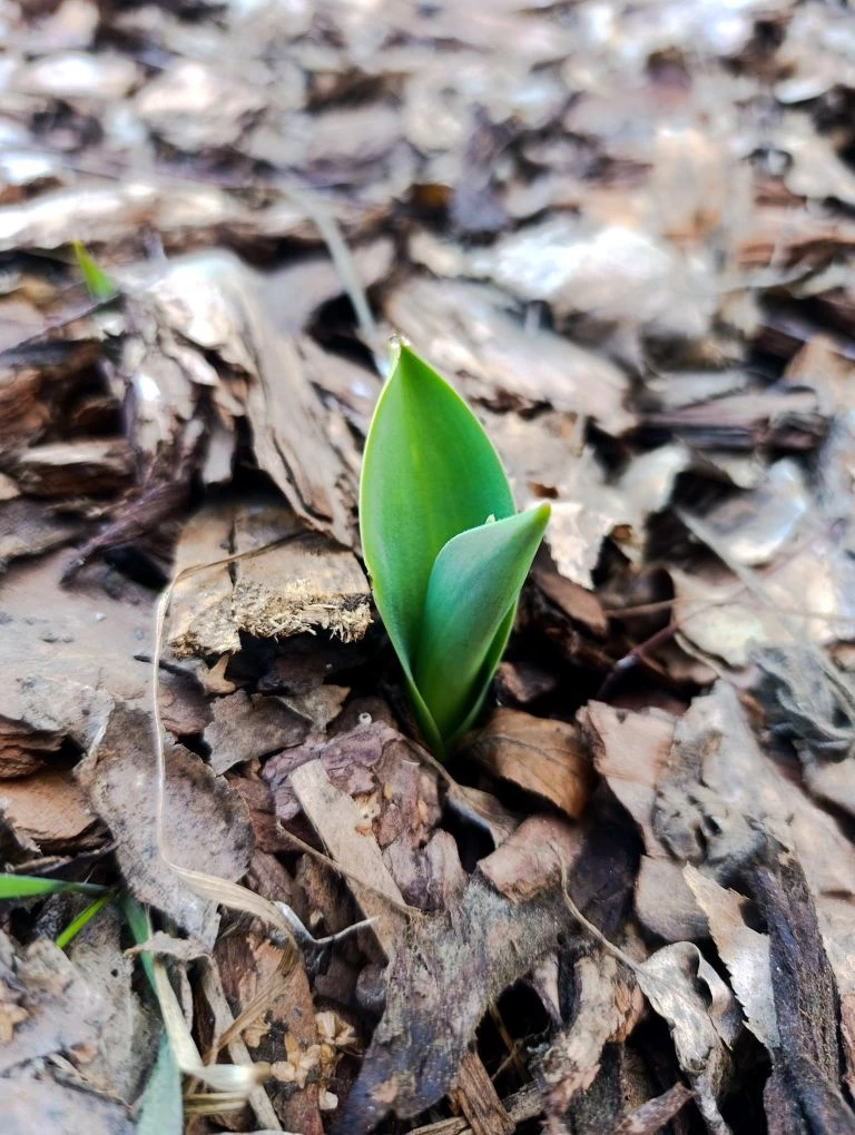 Просто весна 🌱🌿☘️🍀