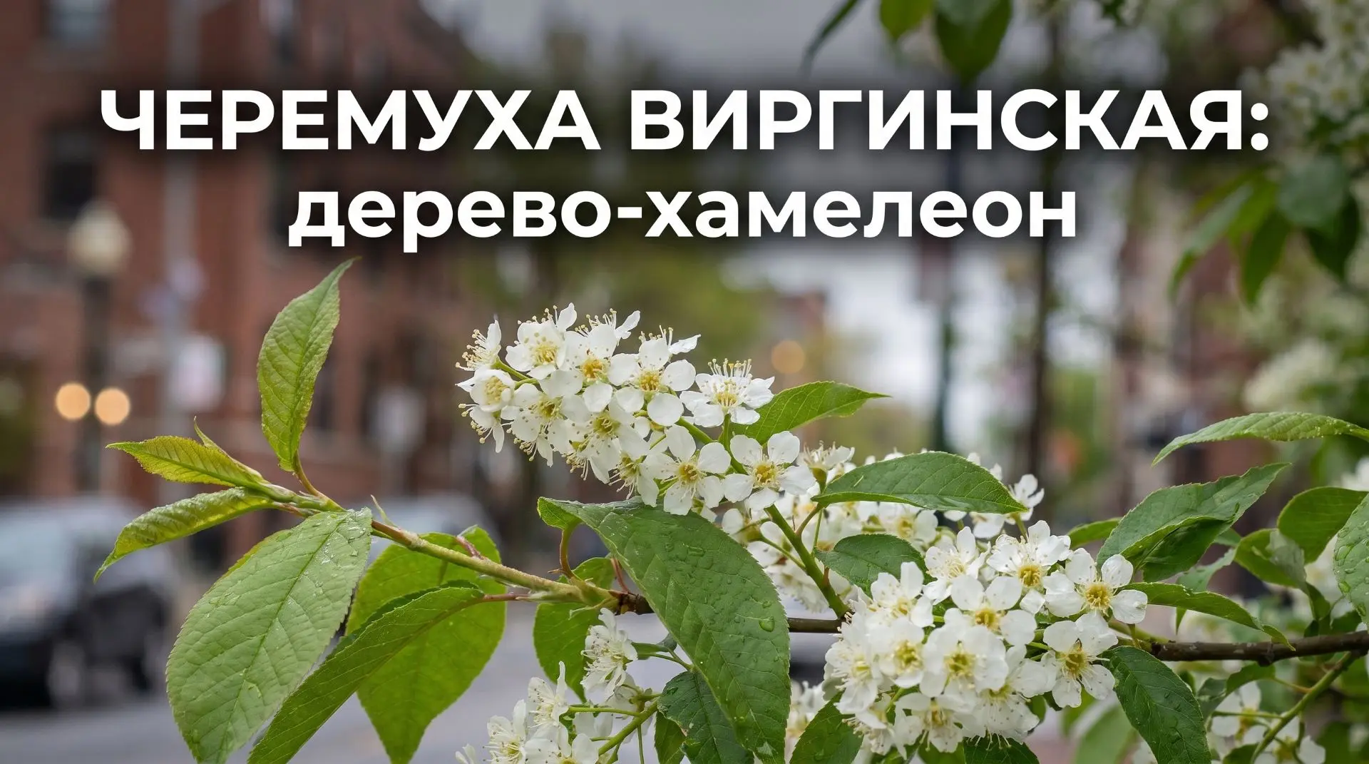 🥀 ЧЕРЕМУХА ВИРГИНСКАЯ: дерево-хамелеон 🎨

Многие знают только обычную черемуху — белую, душистую и