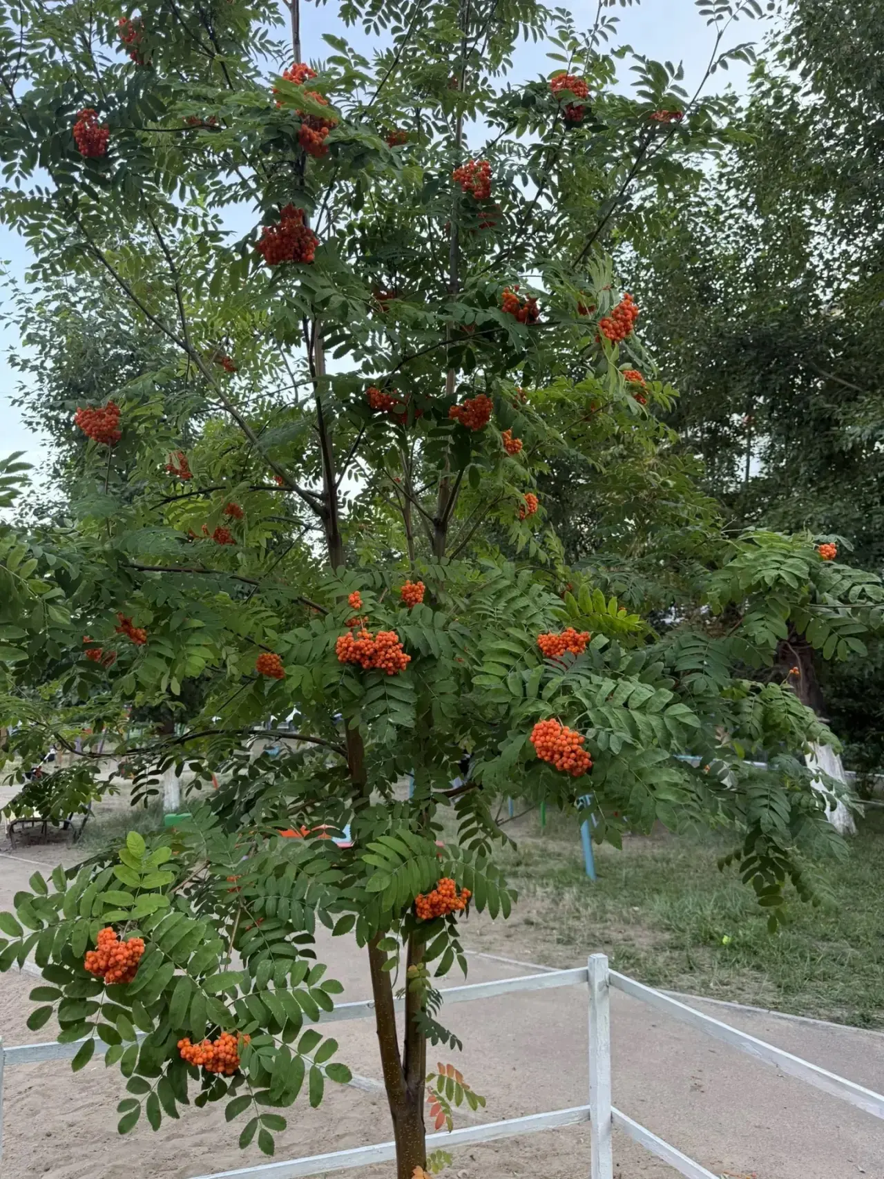 🥰«Рябина»