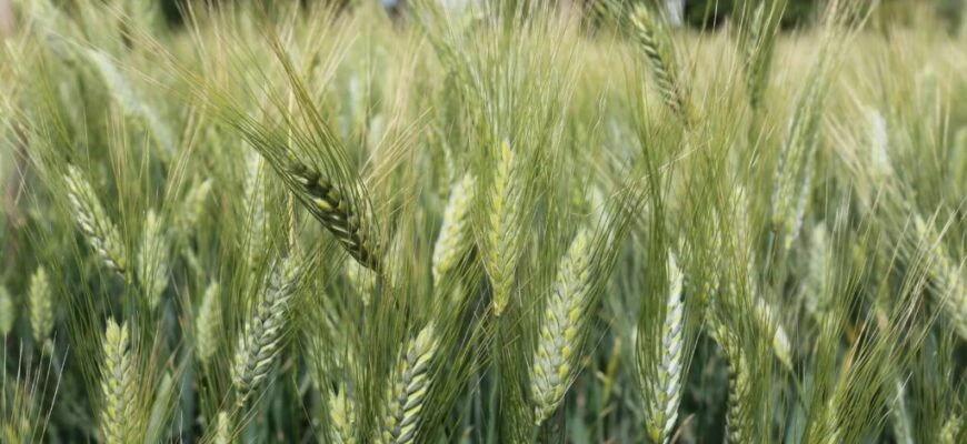 🌾Фитосанитарная экспертиза семян: ключевой этап подготовки к посевной кампании

Это важный этап сис