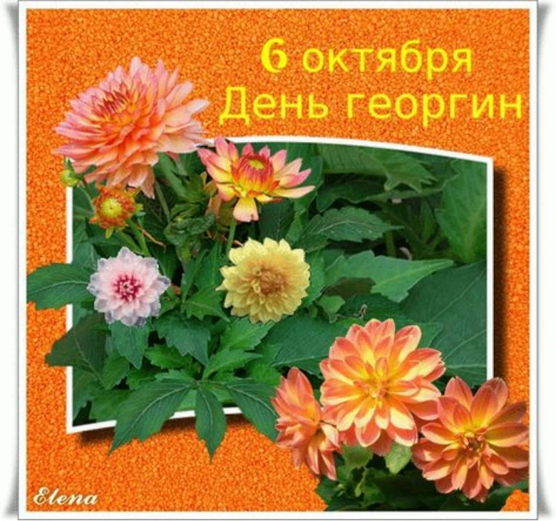 💢День георгин: праздник осеннего очарования