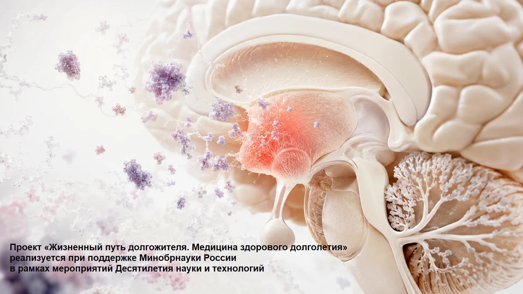 #новостинауки
  
📝 БЕЛОК МЕНИН В ГИПОТАЛАМУСЕ УПРАВЛЯЕТ СИСТЕМНЫМ СТАРЕНИЕМ И ПАМЯТЬЮ
  
Нейробиоло