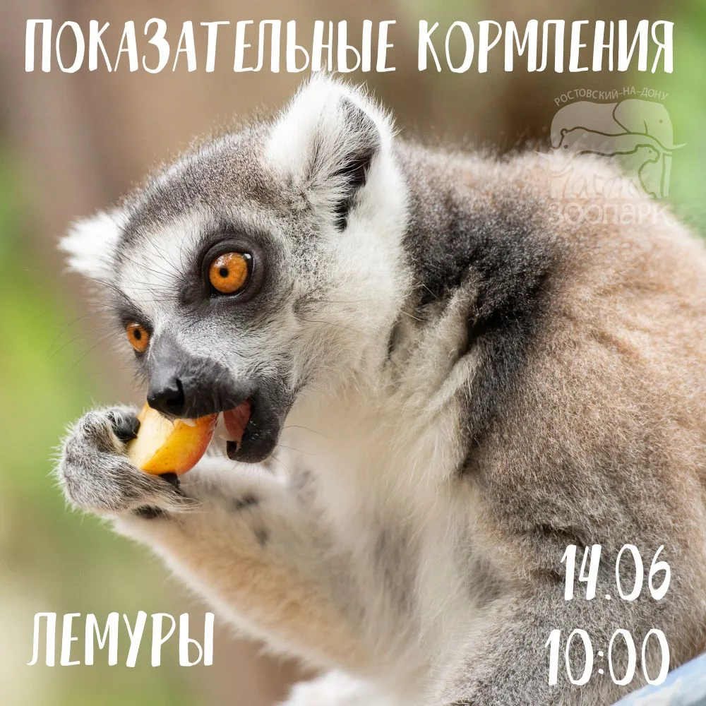 💗  Забавные лемуры, гордые сипы и грифы, романтичные пеликаны сегодня приглашают на показательные к