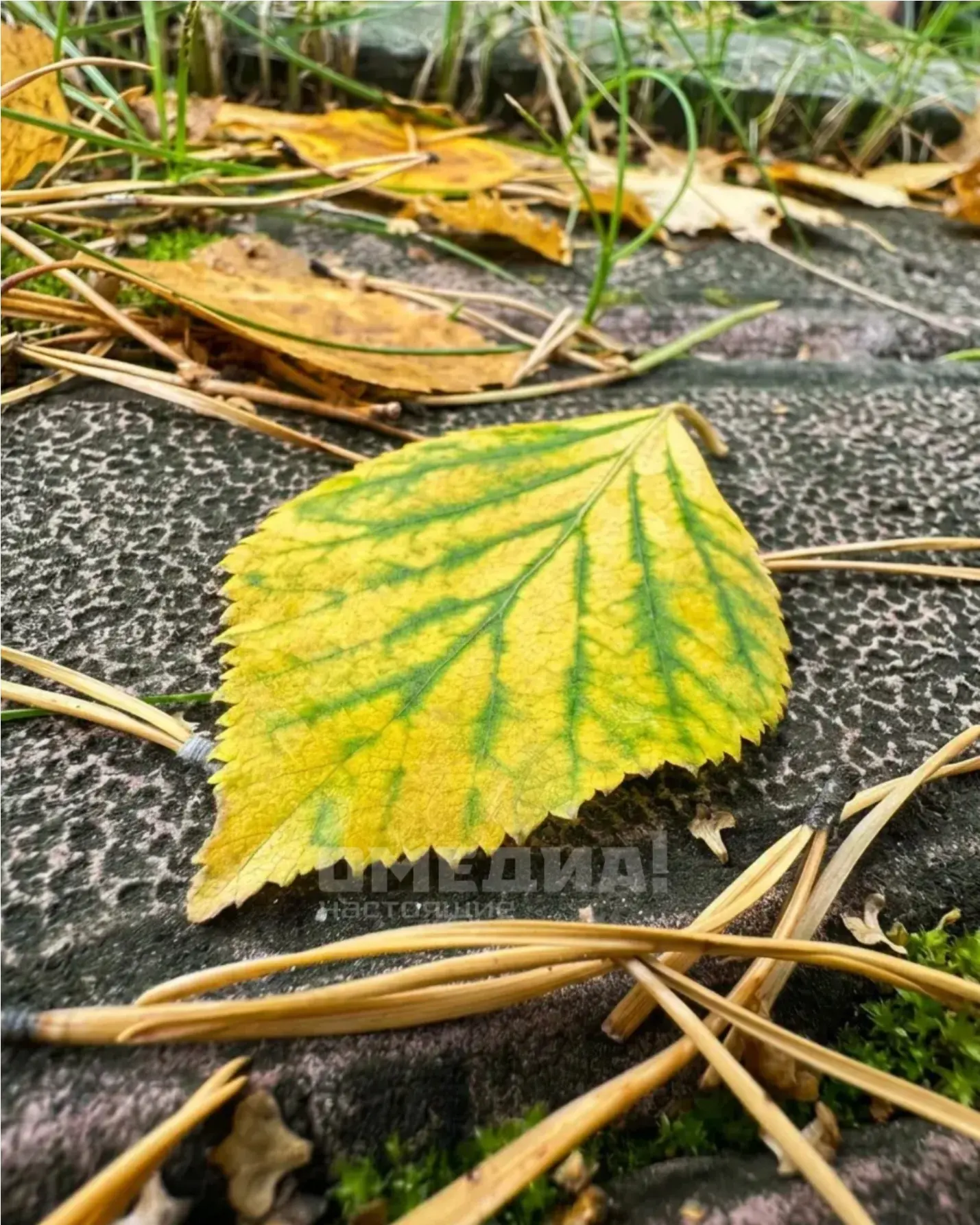 Осень побеждает 🍂