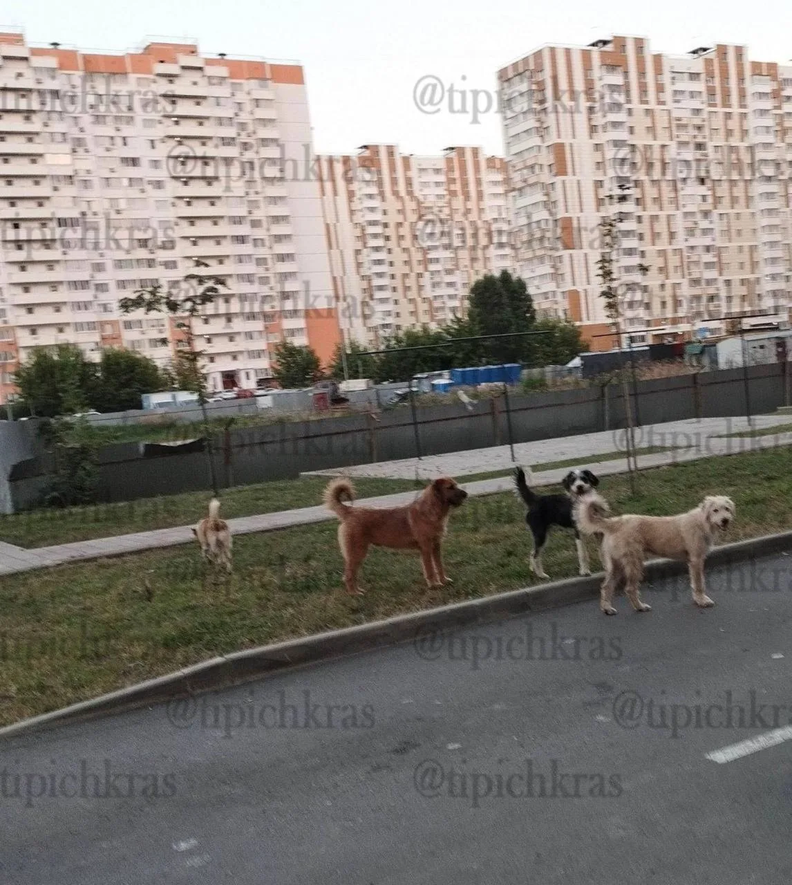 Жители Восточки снова жалуются на нападения бродячих собак**