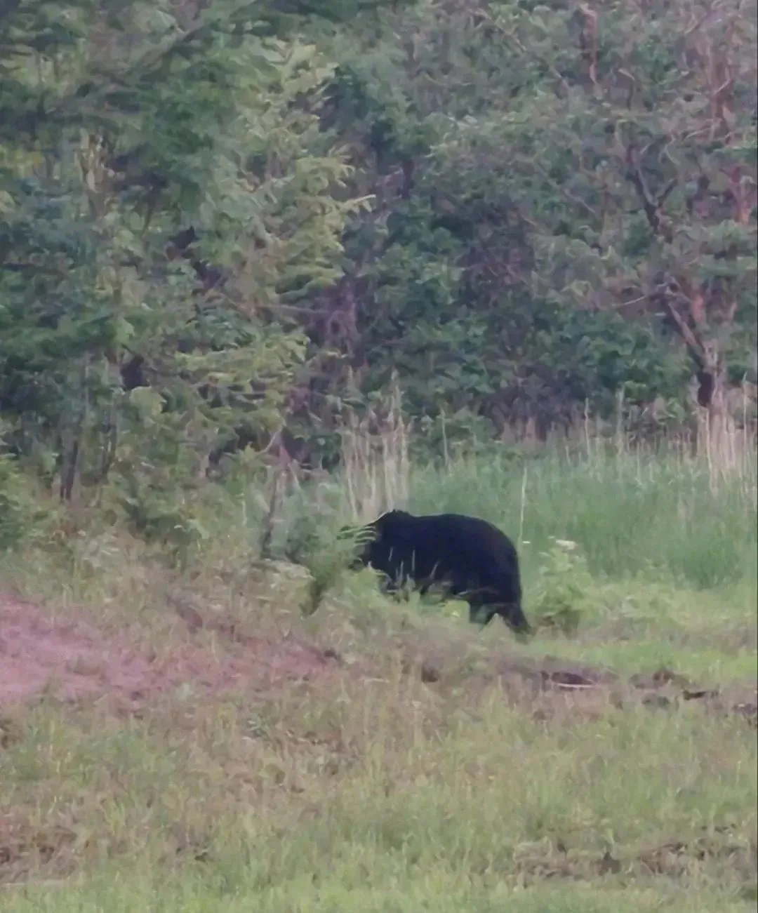 🐻 Медведя заметили у дороги возле мясокомбината
