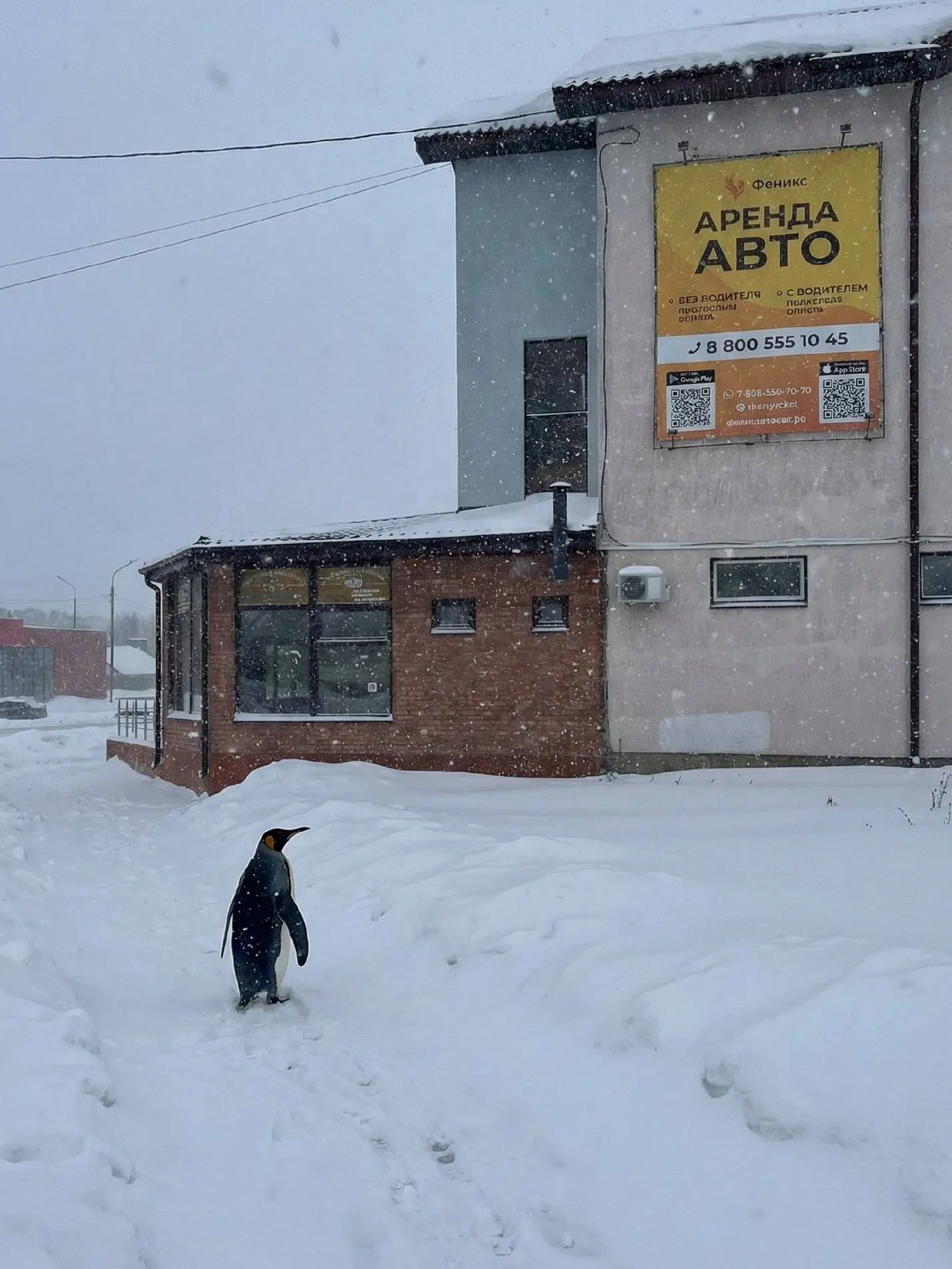 🧊 В сети завирусилось видео с пингвином, который покинул свою стаю и пошёл в противопо...