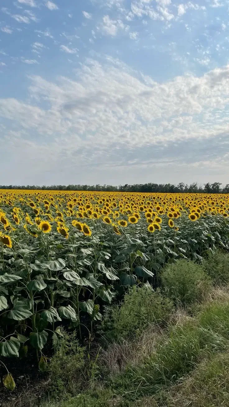 Земля дарит нам свои маленькие солнца🌻. Жёлтые, тёплые, щедрые🌻. Каждый подсолнух🌻 —...