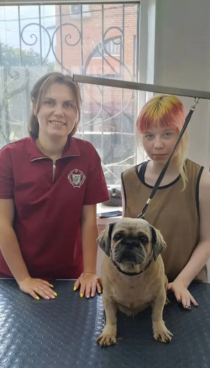 Ши-тцу и ученики — этот вызов принят. 🦁✂️