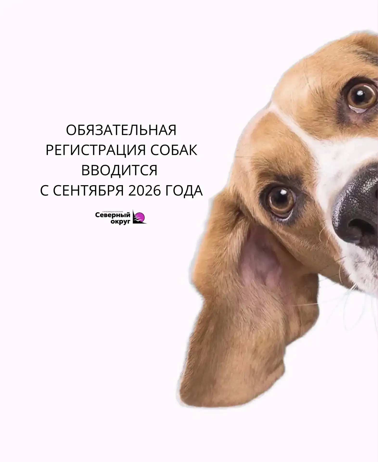 🐕 Вниманию владельцев собак: в Хабаровском крае вводится обязательная регистрация пито...