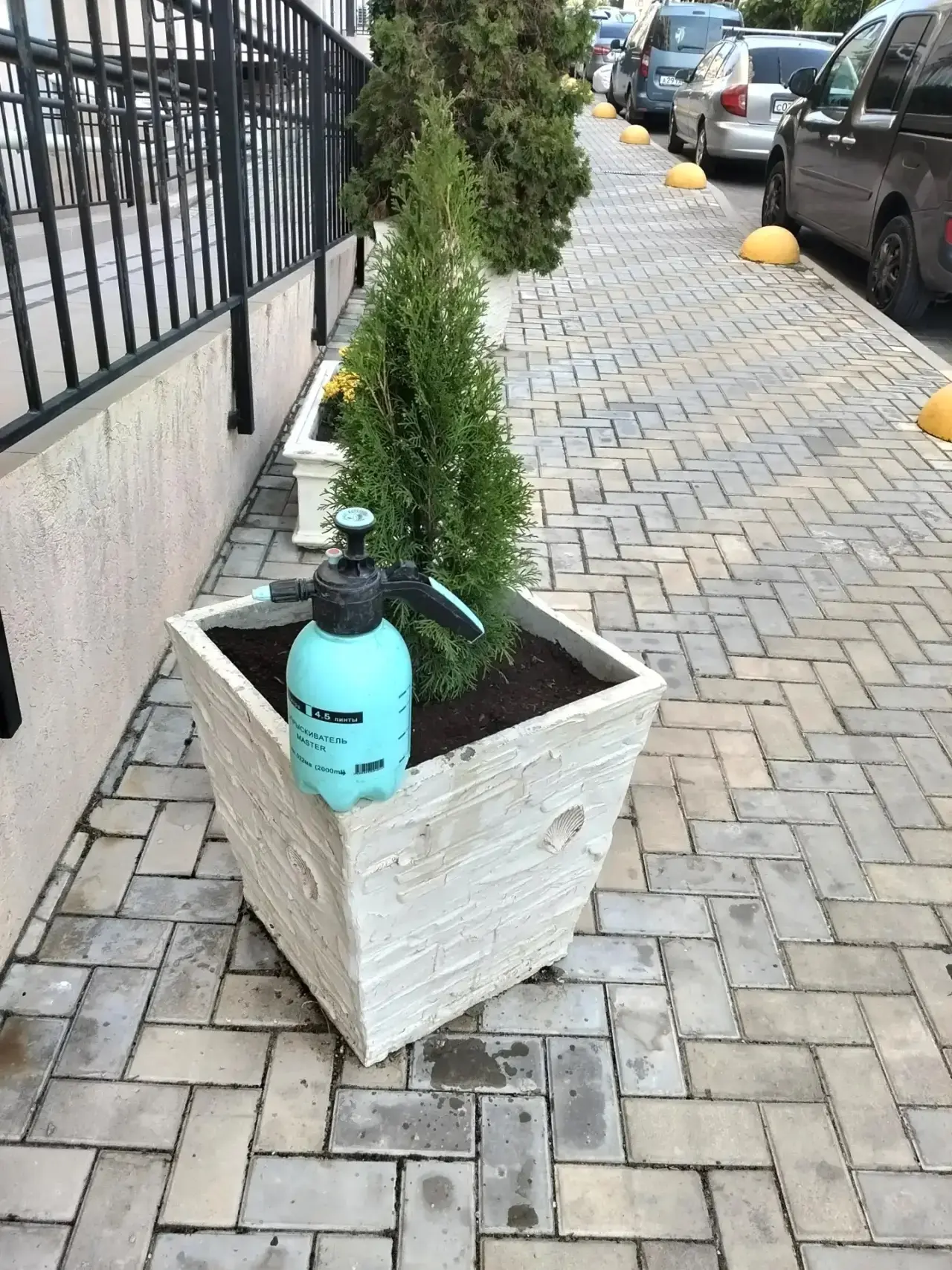 😍🌳Тонкая наука красоты: как садовники раскрывают потенциал растений.