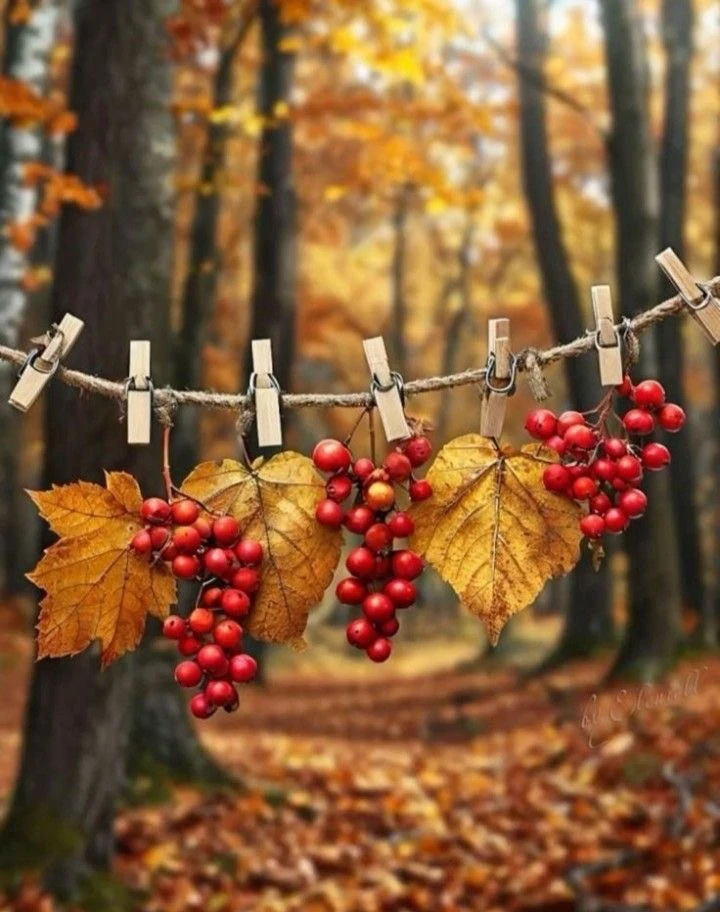 🍁Подборка каналов в МАКС