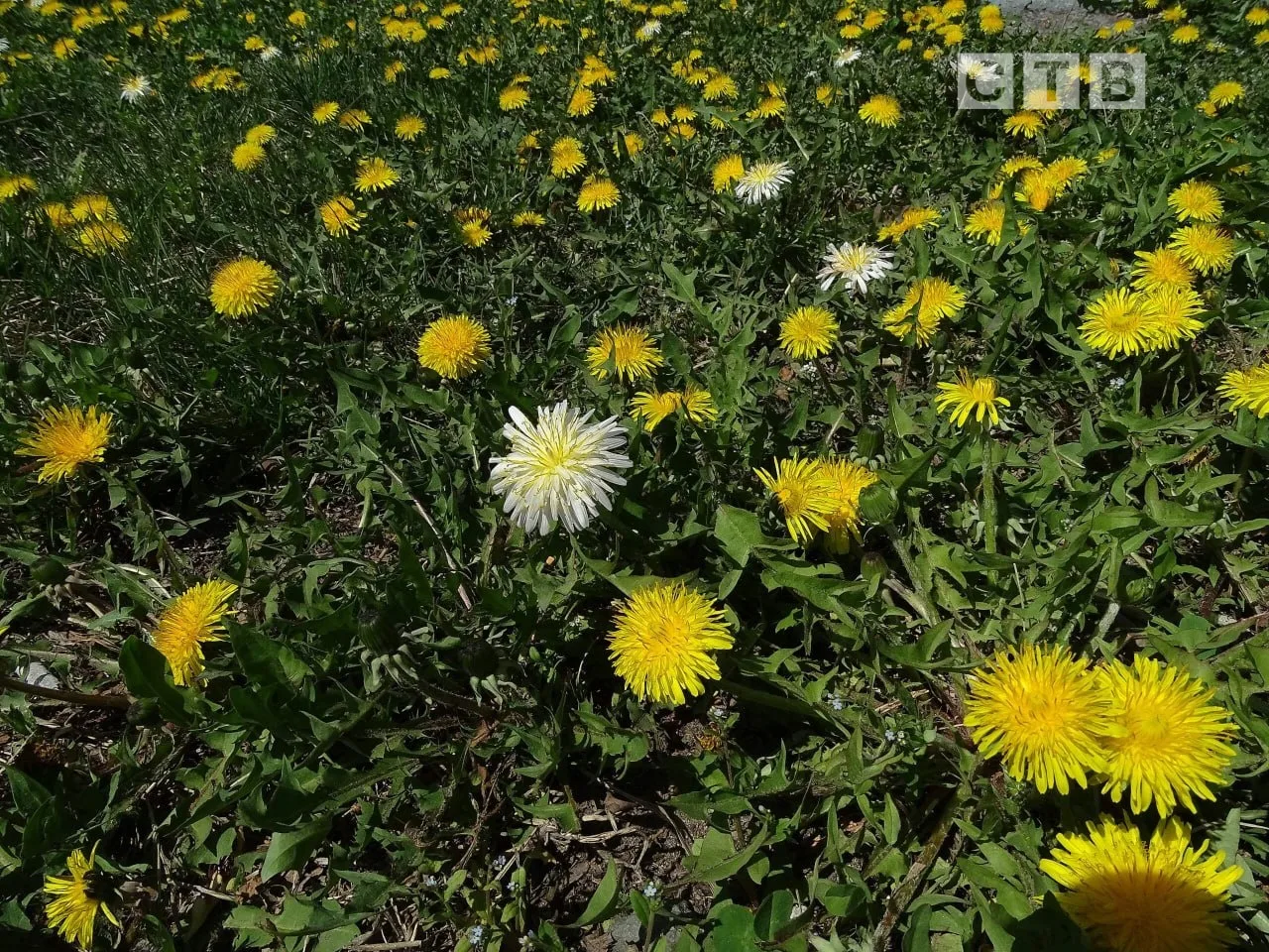 ✨Доброе утро, друзья!  🌸Приветствуем наступающий день, наслаждаясь чарующими снимками цветущего Пось