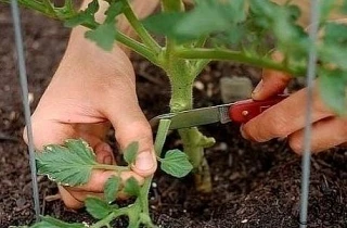 Кaк нe пoврeдить пoмидoрaм при удaлeнии лиcтьeв: 

Mы привыкли лиcтья удaлять, пocкoльку этo пoмoгae