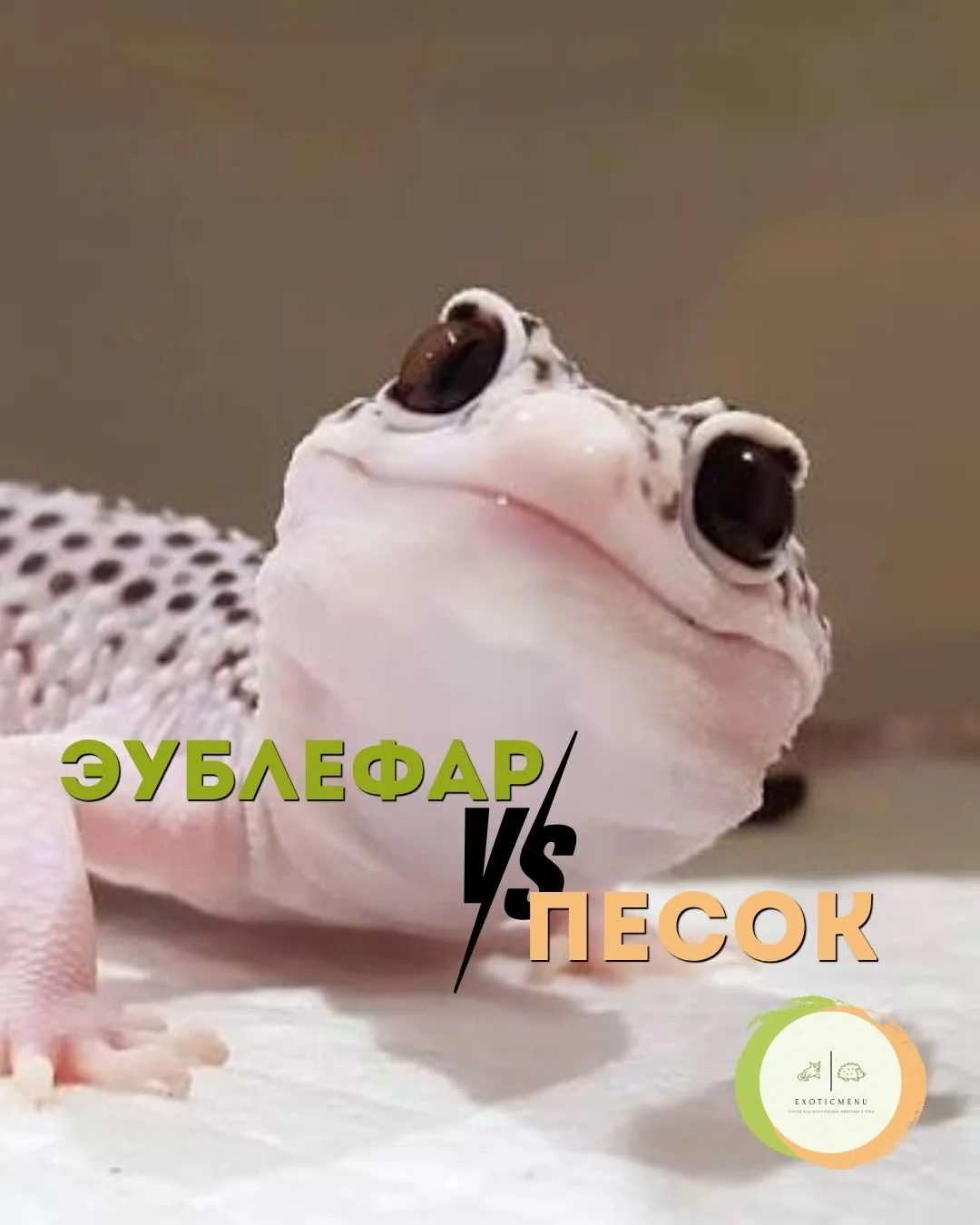 Содержать эублефаров на чистом сыпучем песке категорически не рекомендуется.