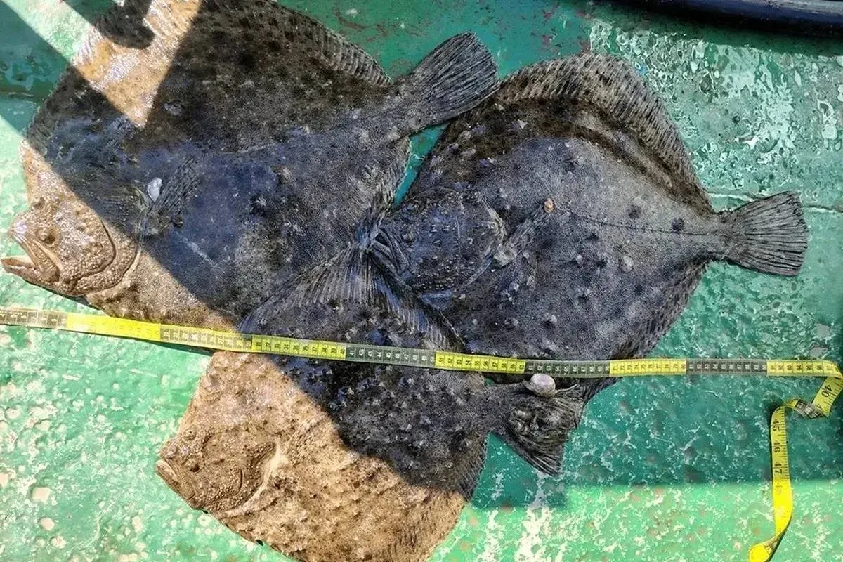 Ученые посчитали рыбу в Черном море