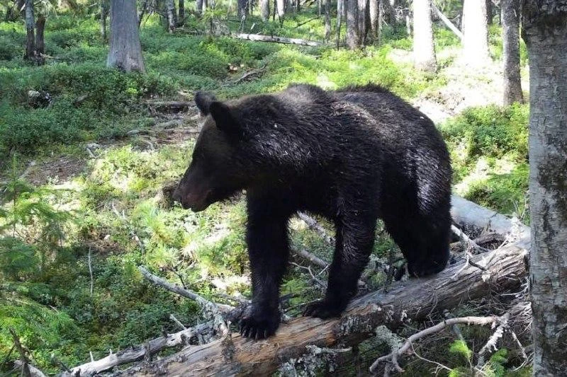 🐻 Мишка на дороге — не к добру