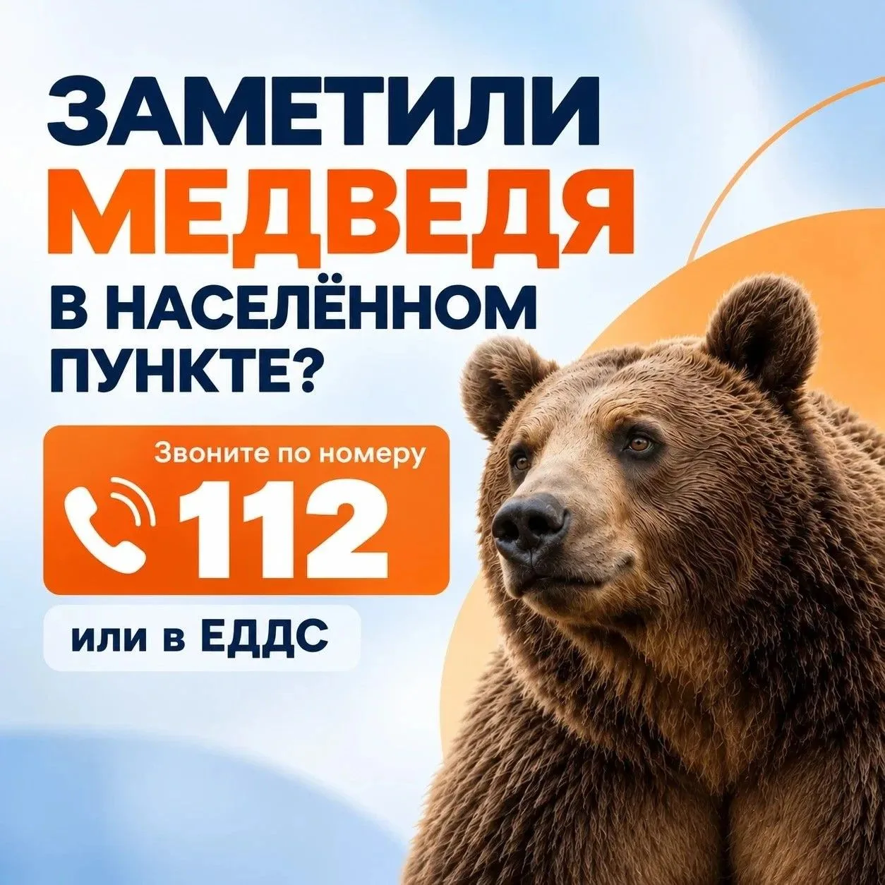 Если вы заметили медведей в населенных пунктах, необходимо соблюдать правила безопасности: