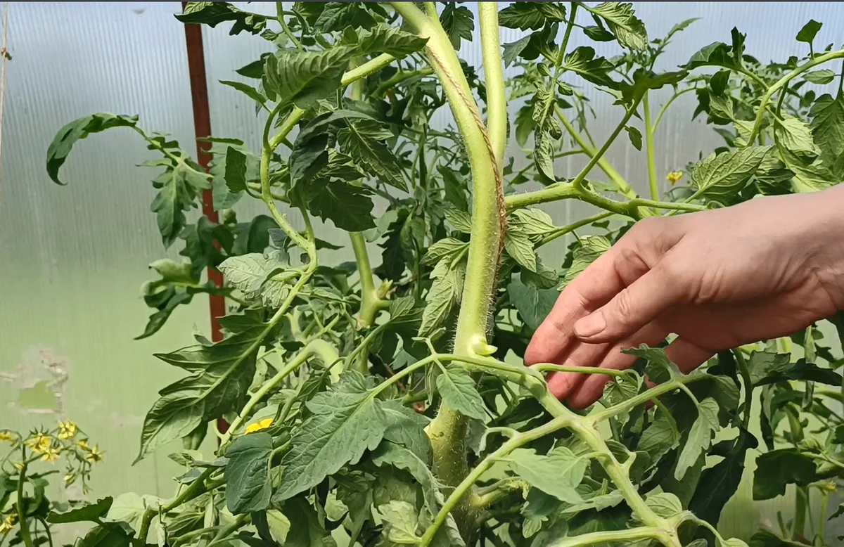 🍅 Томаты жируют: кусты мощные, а плодов мало?
Без паники! Это поправимо. Давайте разберемся, почему