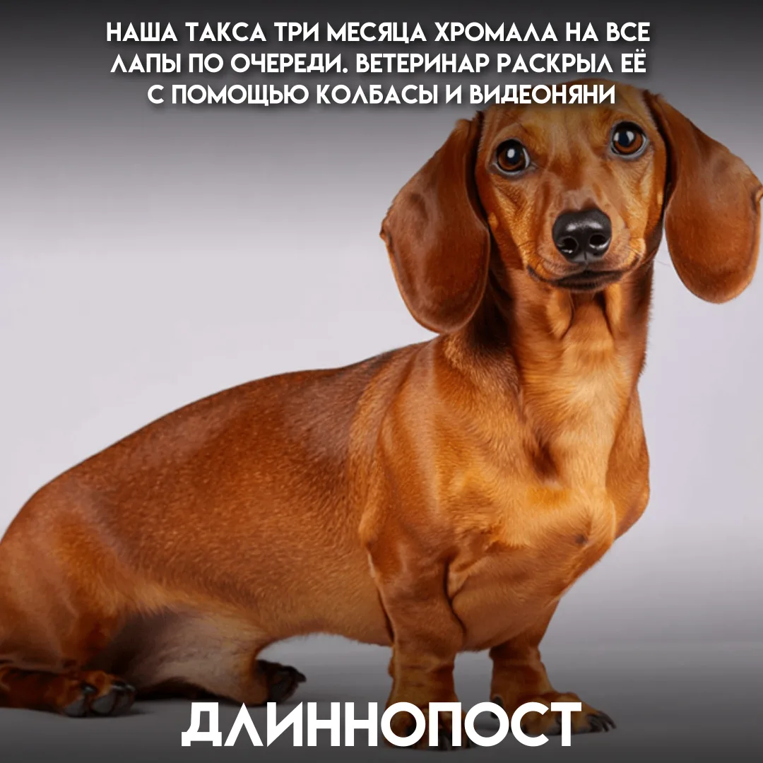 После небольшой травмы такса Кузя три месяца хромал, причём со временем «больная» лапа ...