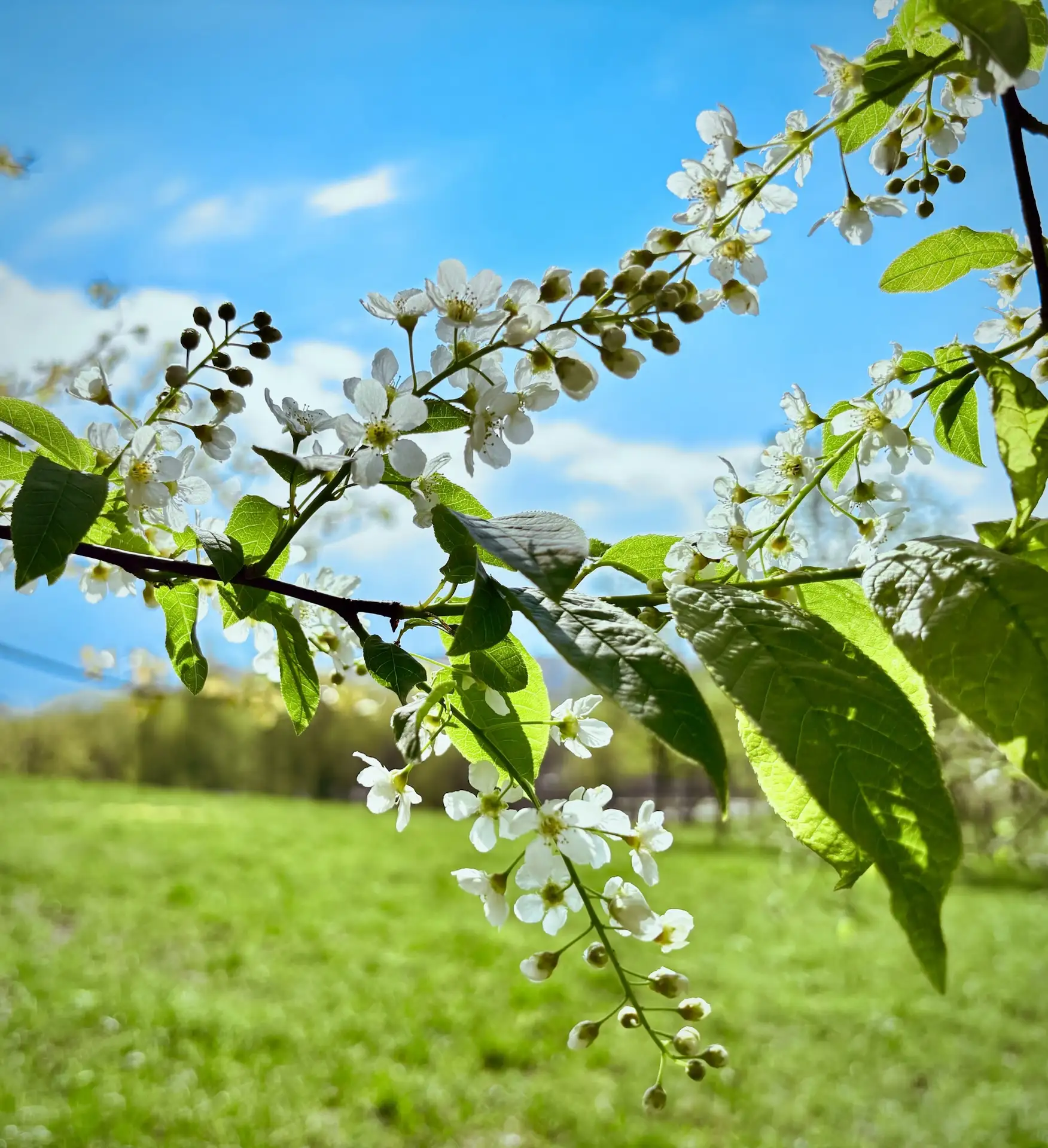Ландшафтный парк «Митино» расцвёл нежными красками весны 🌸