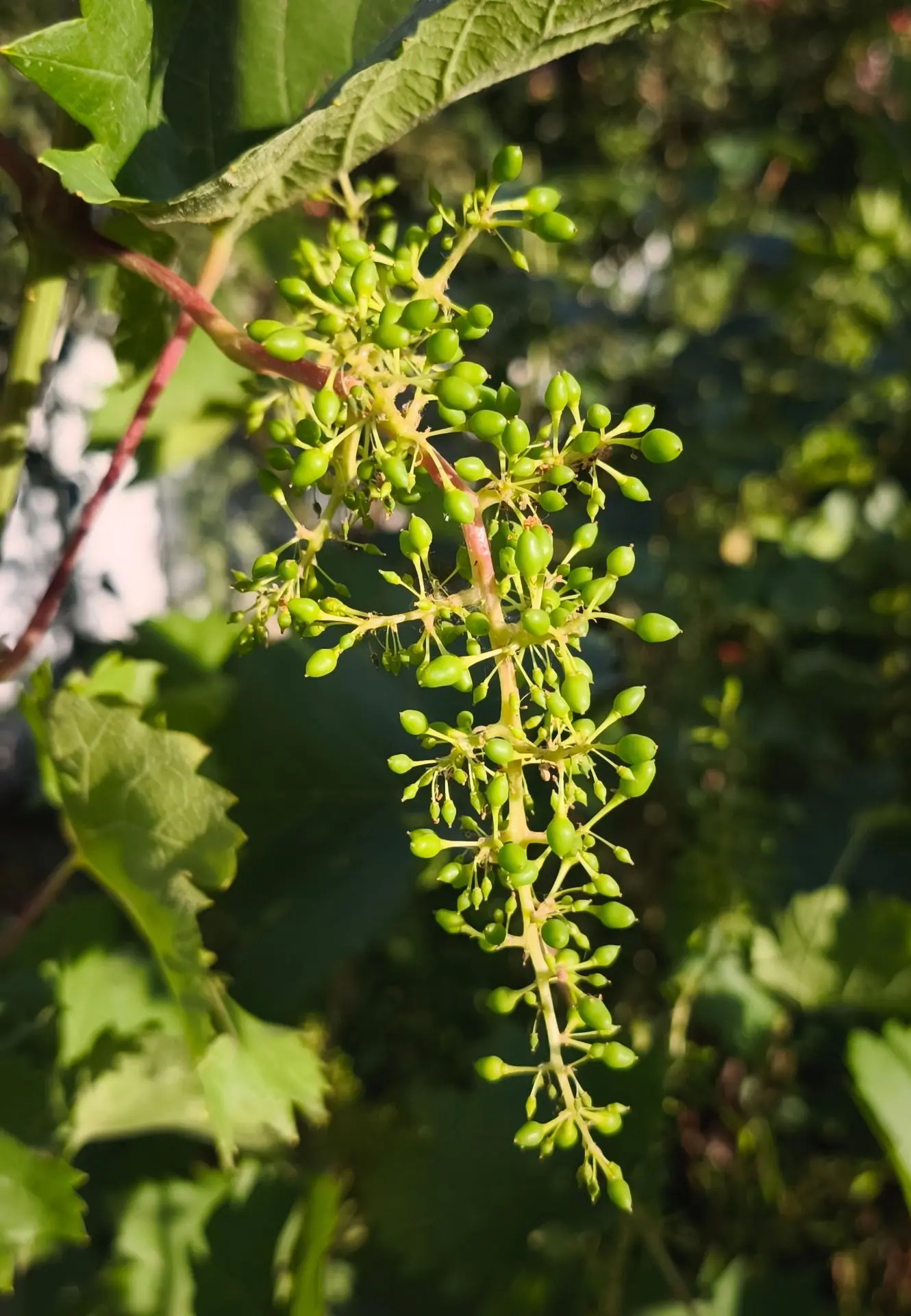 🍇 Во время цветения у винограда формируются цветки и закладываются будущие гроздья.

В это время он