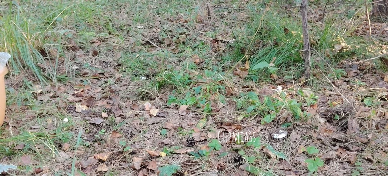 «Слухи с лесной опушки» 🌲