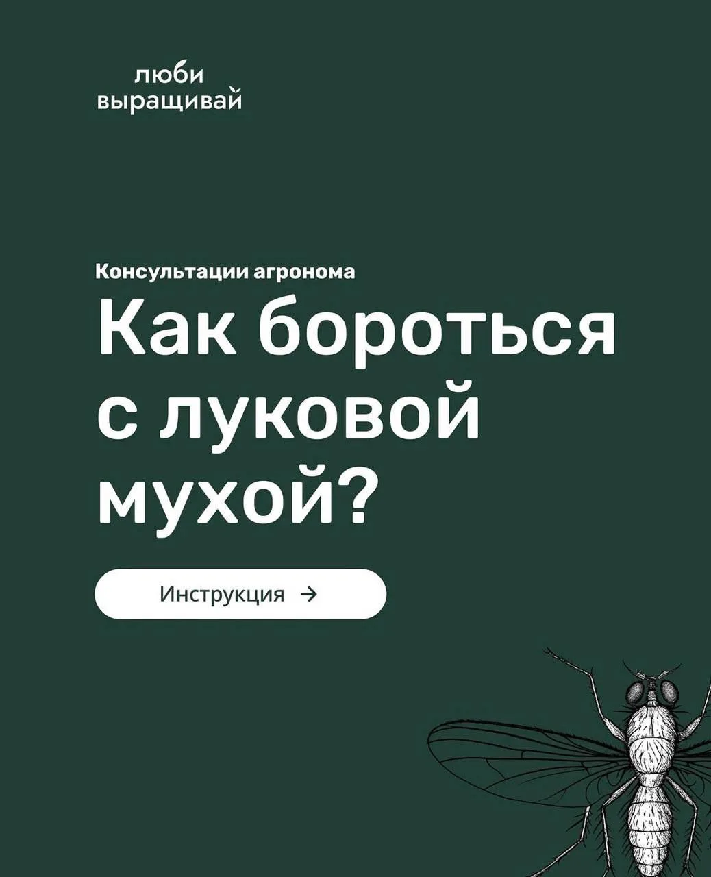 Пять шагов, которые помогут избавиться от луковой мухи 

1️⃣ Сажайте на грядках, на которых не было 