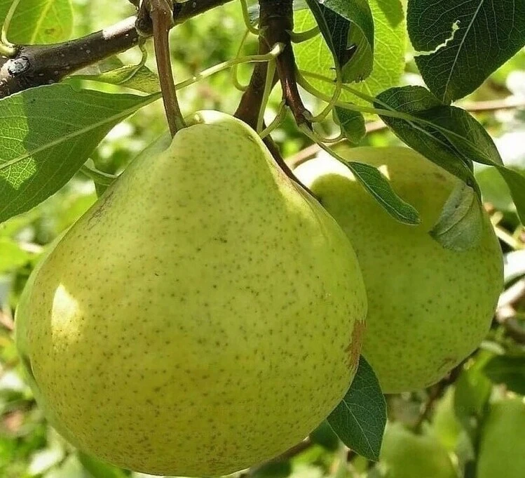 Отличные copтa гpyш