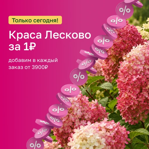 🌟ШОК-АКЦИЯ: Легендарная гортензия всего за 1 РУБЛЬ! 🌟