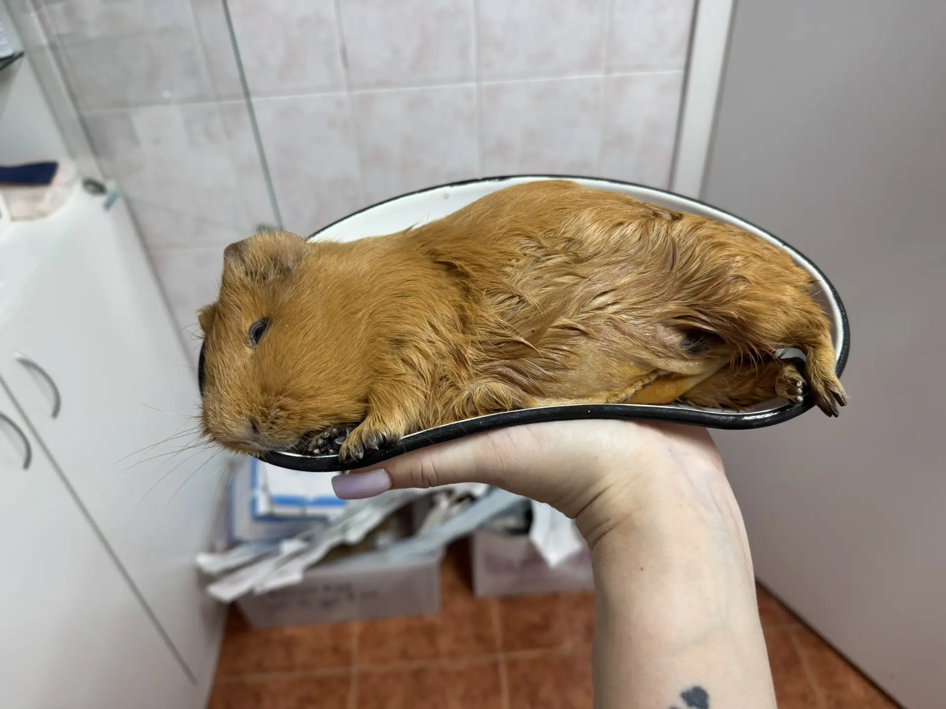 Стерилизация морской свинки 🐽