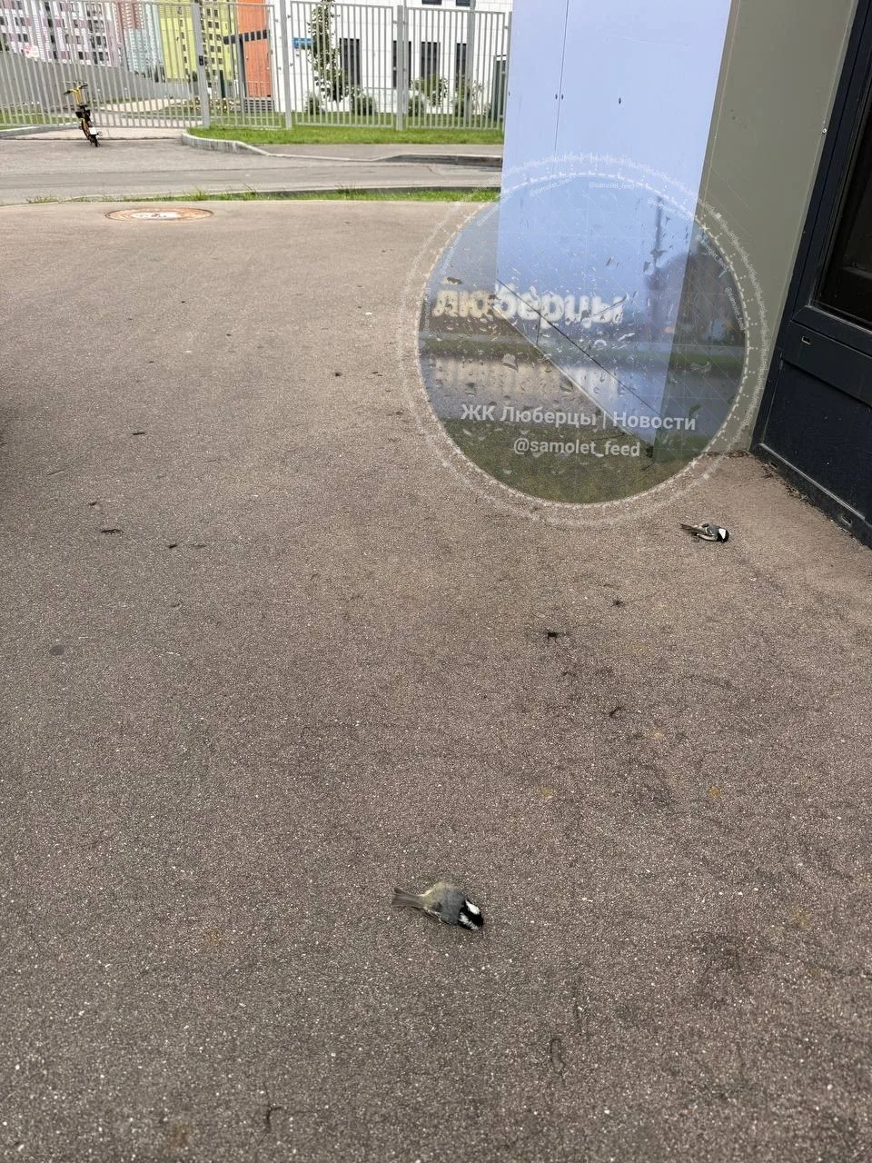 Соседи из Некрасовки начали замечать на улице мертвых синичек.