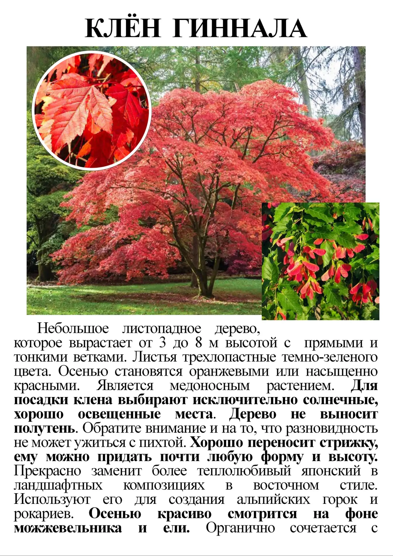 Питомник растений Рассада Ру 
с.Ягодное, Производственный проезд д.15 /18 
т.619-618