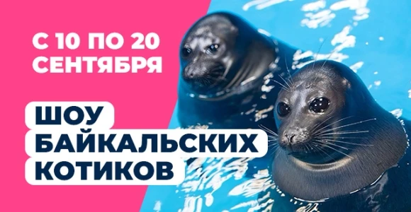 Скидка 50% на 3 билета на Шоу байкальских котиков: https://pokuponcho.ru/deal/skidka-50...