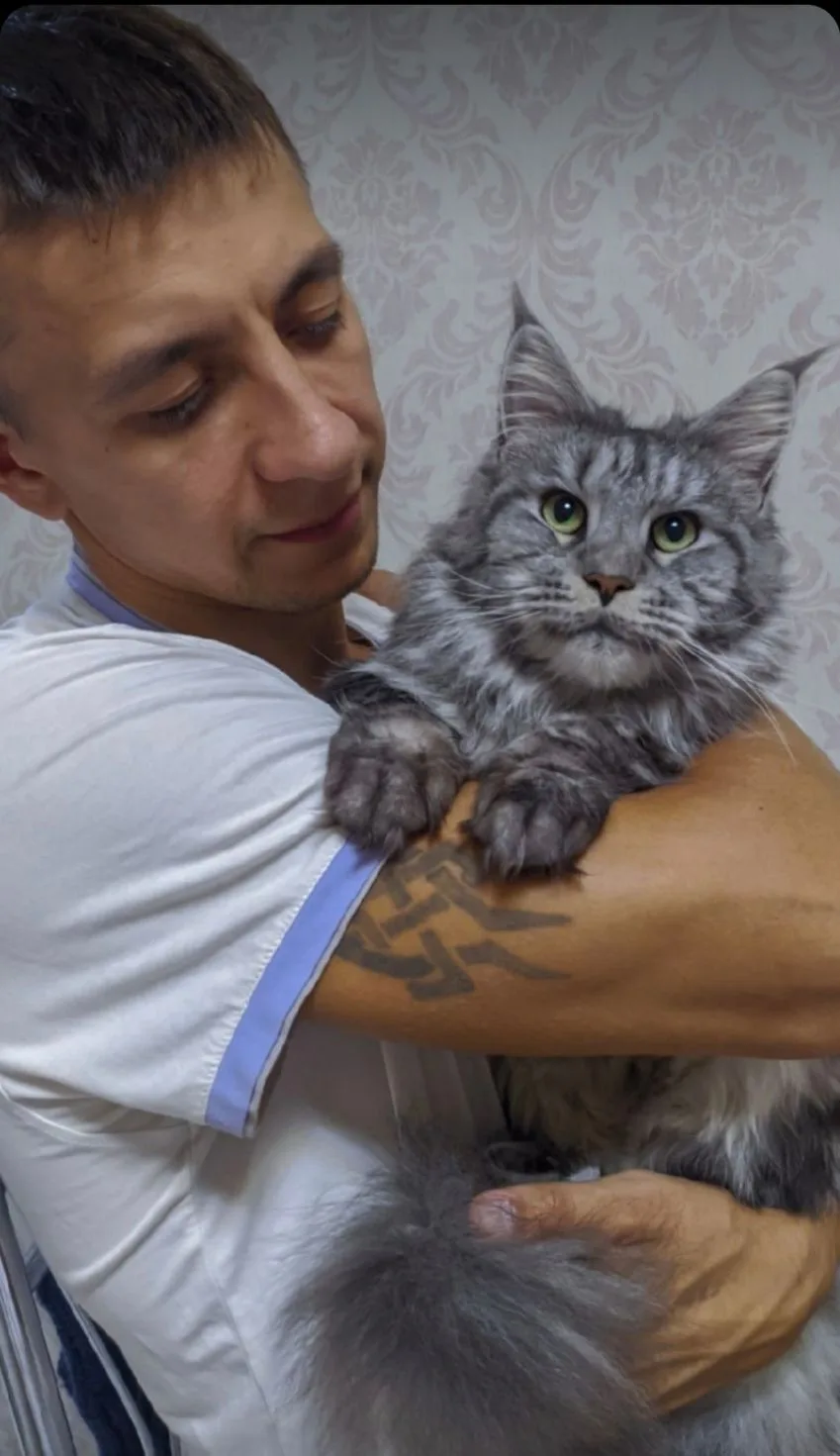 Хочу завести кошку. Мейн-куна)))