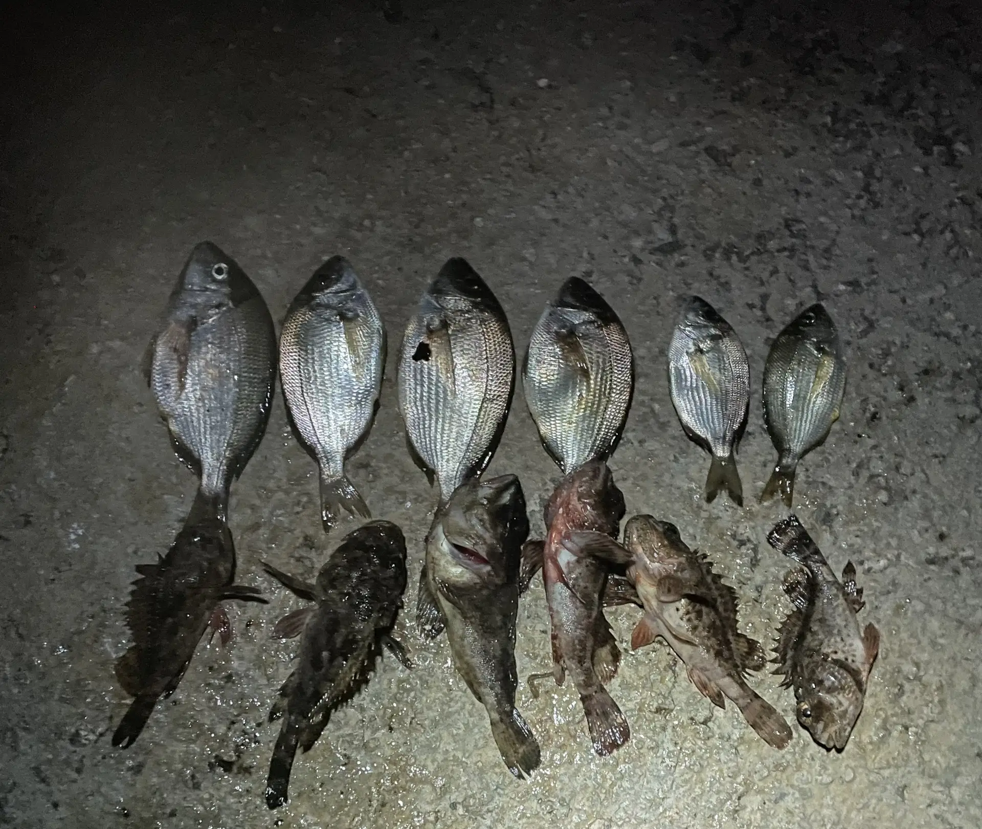 🎣 Ночной улов на Чёрном море — эмоции через край! 🌙